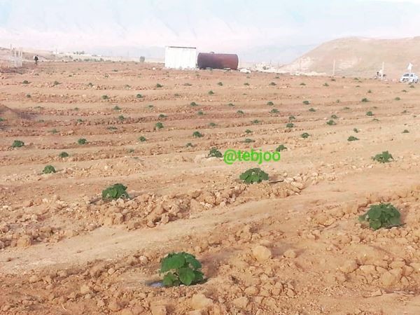 زراعت چوب پالونیا هیبرید طب جو ایلام خریدار پالونیا انواع نهال پالونیا کاشت درخت پالونیا کشاورزی نوین باغبانی جنگلداری